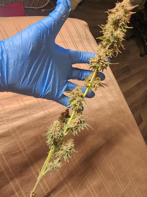 VPD Infinity Tent. Week 9