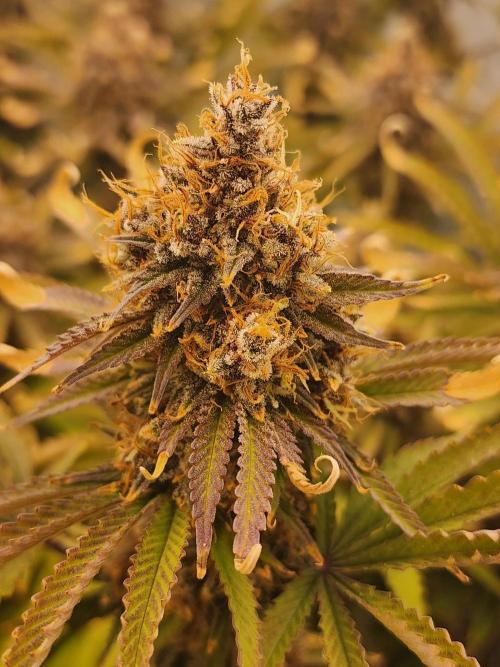 VPD Infinity Tent. Week 9