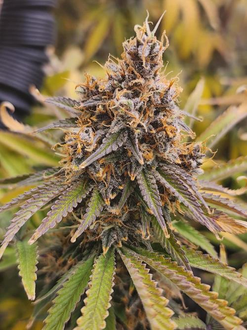 VPD Infinity Tent. Week 9