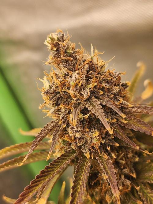 VPD Infinity Tent. Week 9