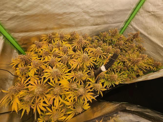 VPD Infinity Tent. Week 9