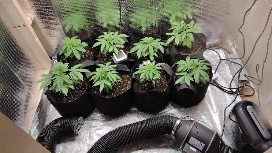 Zamnesia Runtz 8 seeds custom made room.