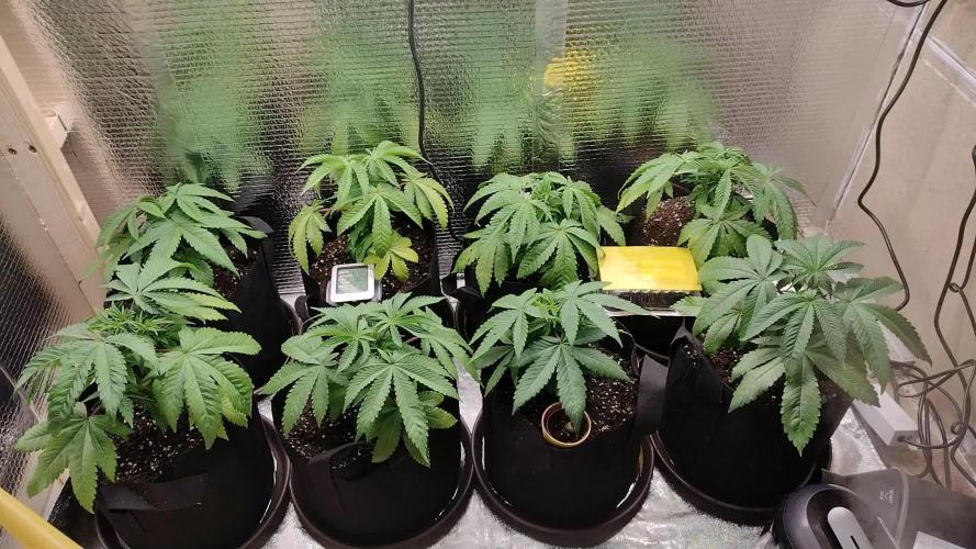 Zamnesia Runtz 8 seeds custom made room.