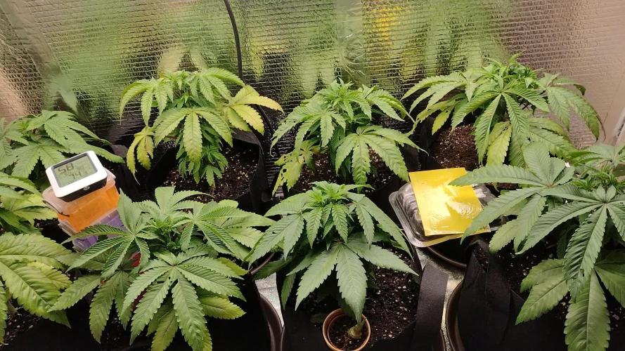 Zamnesia Runtz 8 seeds custom made room.