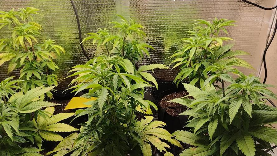 Zamnesia Runtz 8 seeds custom made room.