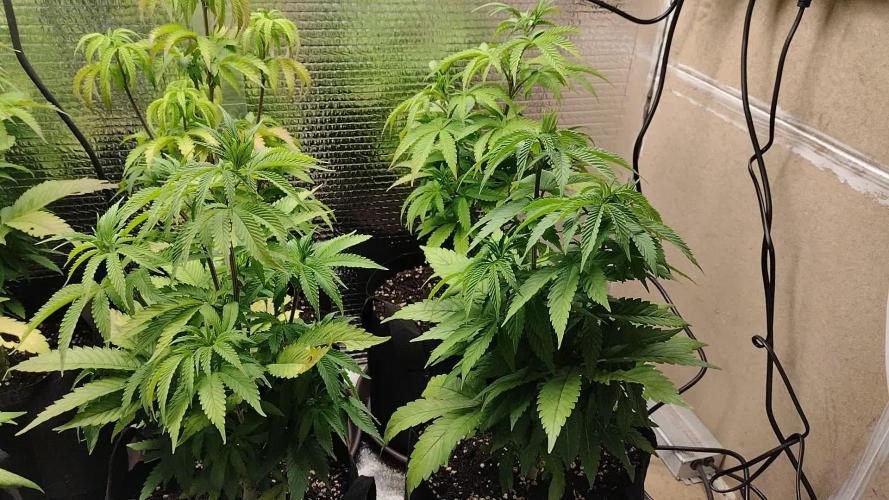 Zamnesia Runtz 8 seeds custom made room.