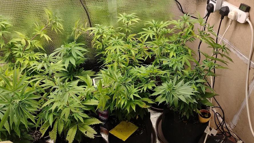 Zamnesia Runtz 8 seeds custom made room.