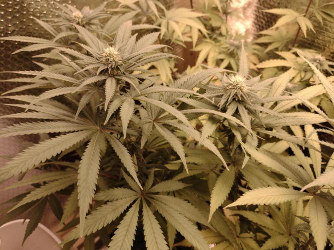 Zamnesia Runtz 8 seeds custom made room.. Week 11