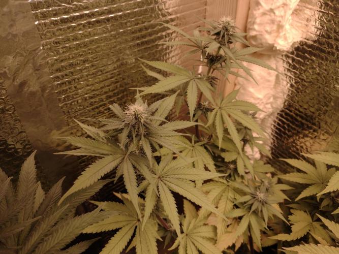 Zamnesia Runtz 8 seeds custom made room.. Week 11