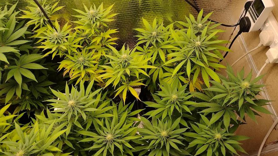 Zamnesia Runtz 8 seeds custom made room.