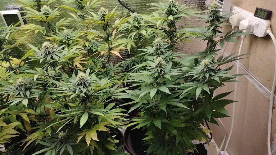 Zamnesia Runtz 8 seeds custom made room.