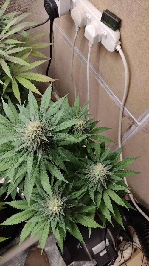 Zamnesia Runtz 8 seeds custom made room.