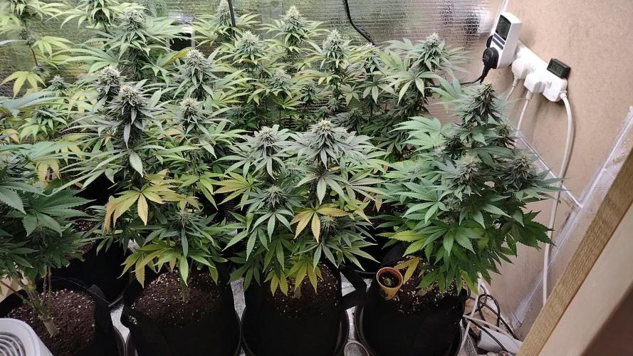 Zamnesia Runtz 8 seeds custom made room.