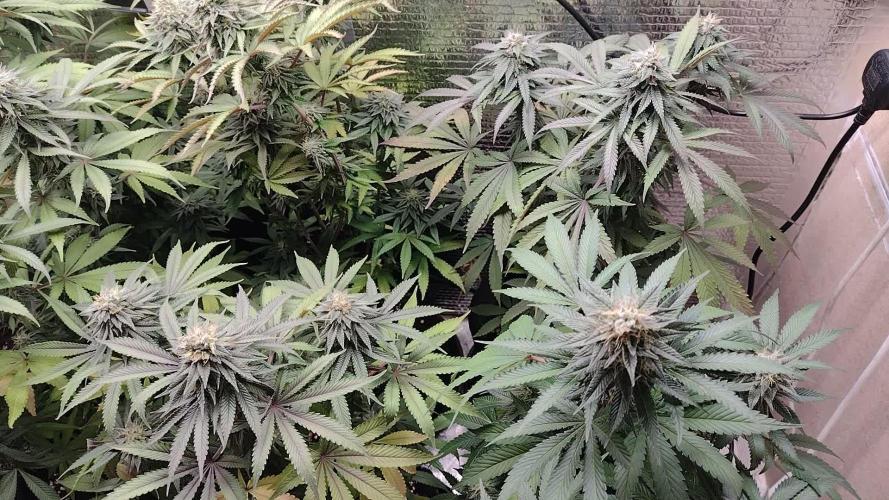 Zamnesia Runtz 8 seeds custom made room.