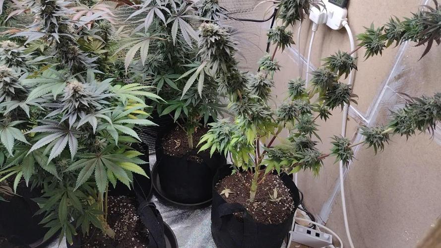 Zamnesia Runtz 8 seeds custom made room.