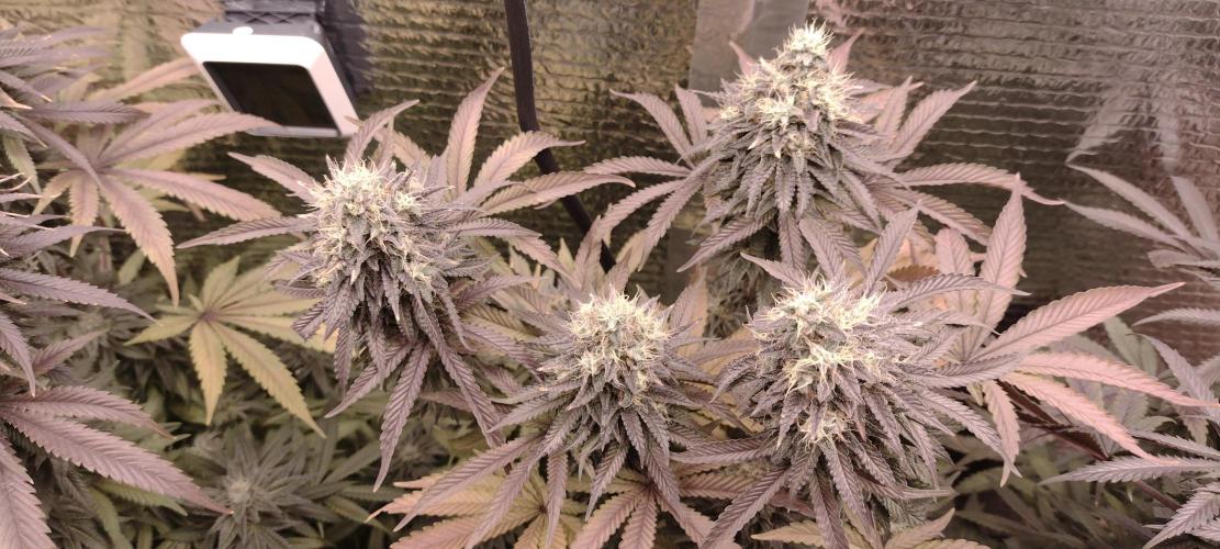 Zamnesia Runtz 8 seeds custom made room.. Week 16 - Nice and weighty.