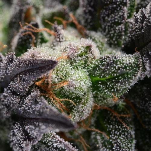 Zamnesia Runtz 8 seeds custom made room.. Week 17