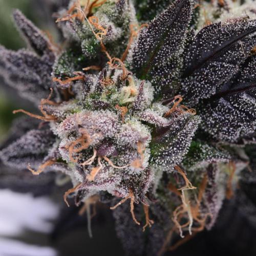 Zamnesia Runtz 8 seeds custom made room.. Week 17