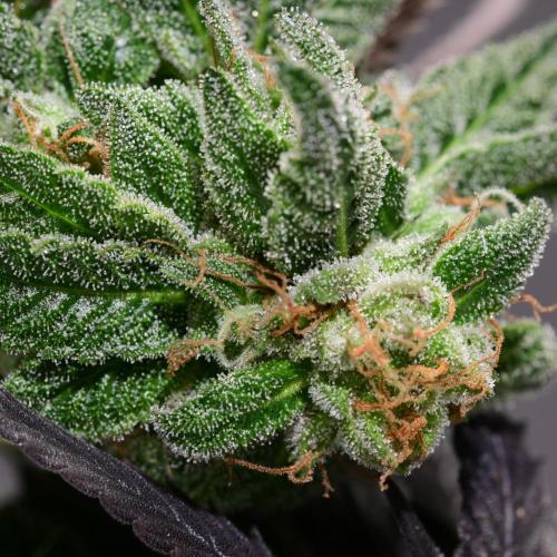 Zamnesia Runtz 8 seeds custom made room.. Week 17