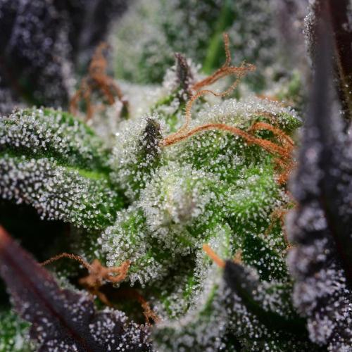 Zamnesia Runtz 8 seeds custom made room.. Week 17