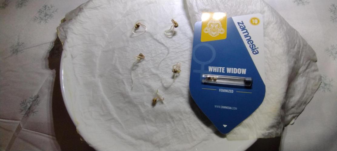 Zamnesia White Widow x5. Week 0
