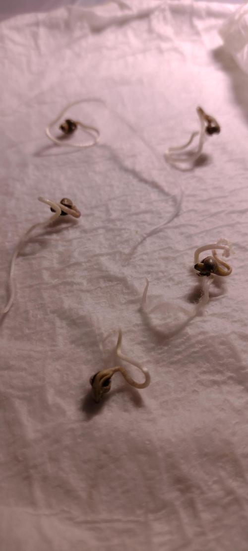 Zamnesia White Widow x5. Week 0 - These came out like springs.