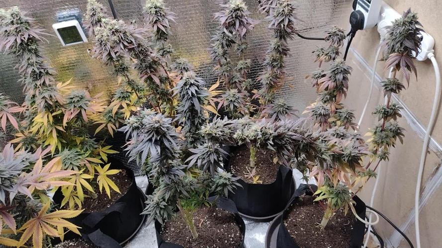 Zamnesia Runtz 8 seeds custom made room.