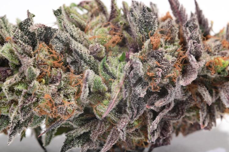 Zamnesia Runtz 8 seeds custom made room.. Week 18