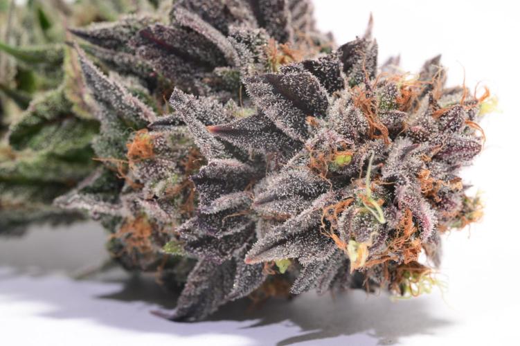 Zamnesia Runtz 8 seeds custom made room.. Week 18