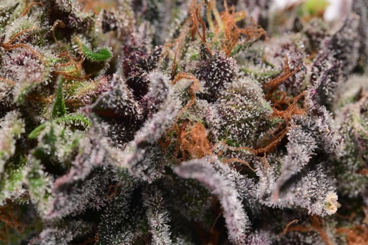 Zamnesia Runtz 8 seeds custom made room.. Week 18