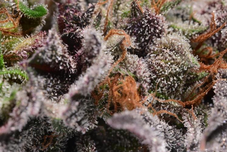 Zamnesia Runtz 8 seeds custom made room.. Week 18