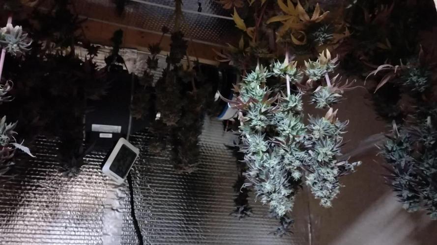 Zamnesia Runtz 8 seeds custom made room.