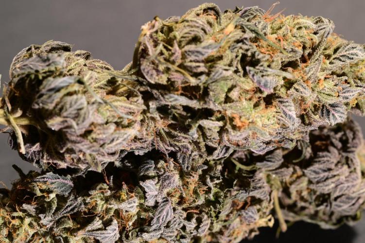 Zamnesia Runtz 8 seeds custom made room.. Week 19