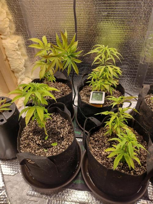 Zamnesia White Widow x5. Week 9