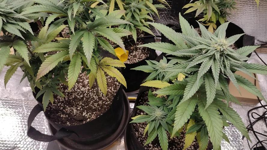 Zamnesia White Widow x5