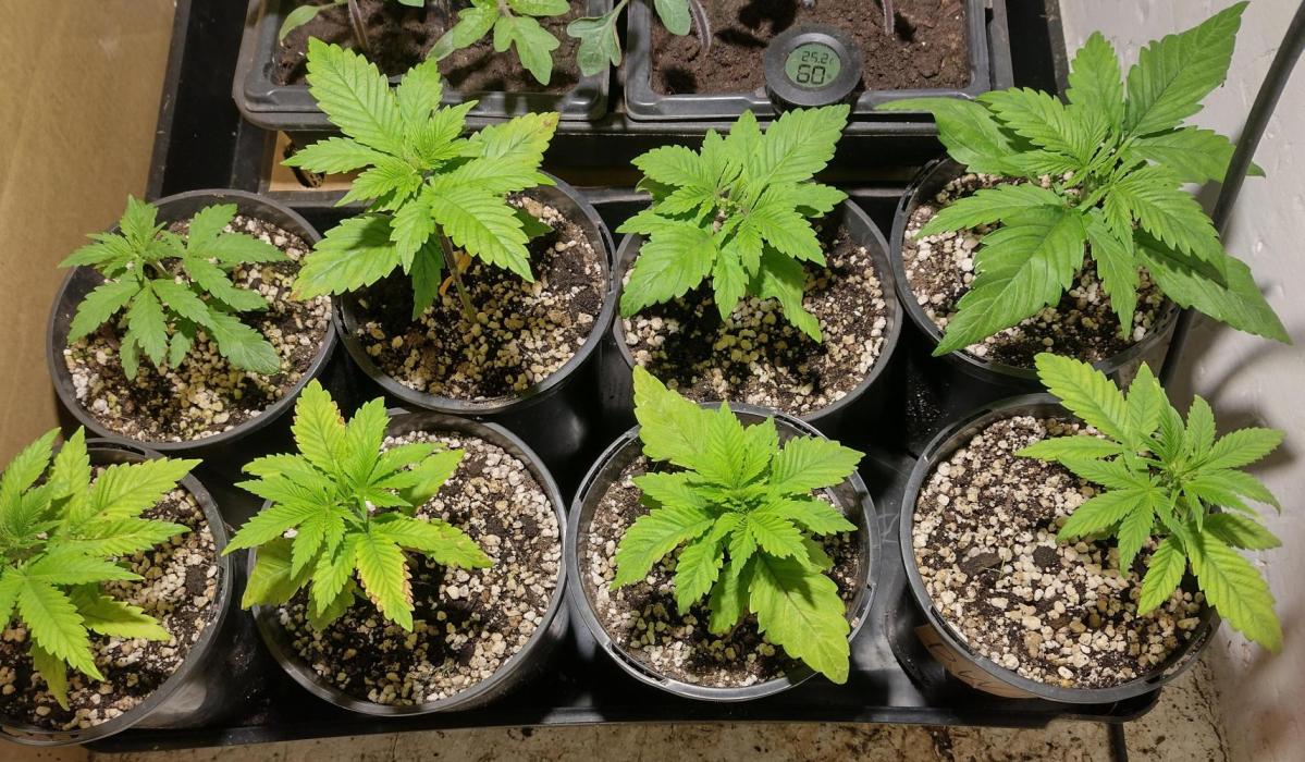 6 Strain 6 Plant Grow.. Week 4