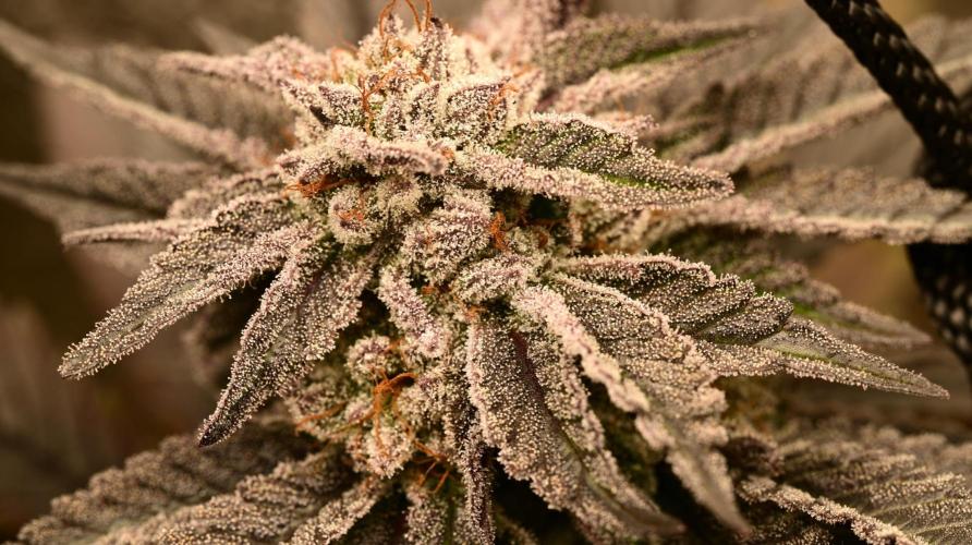Zamnesia White Widow x5. Week 18