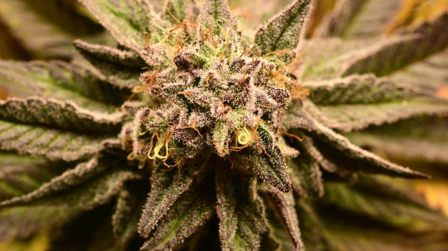 Zamnesia White Widow x5. Week 18