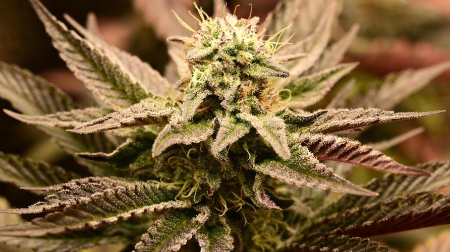 Zamnesia White Widow x5. Week 18