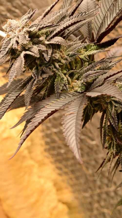 Zamnesia White Widow x5. Week 18