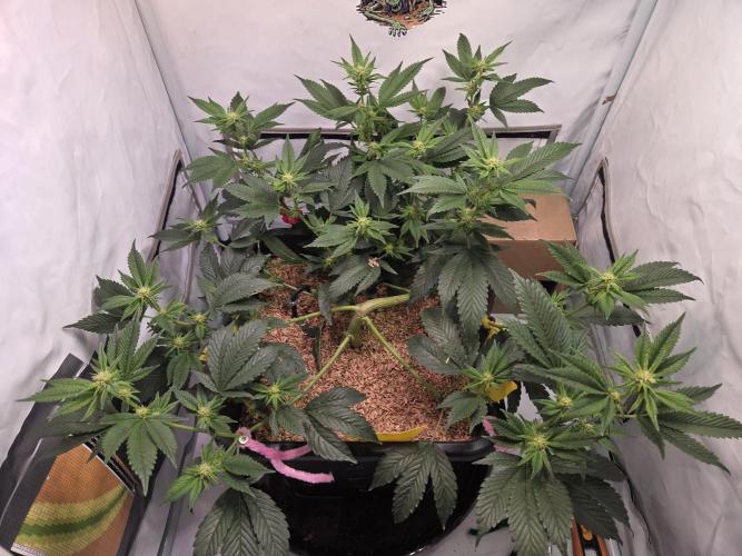 kushgrowr