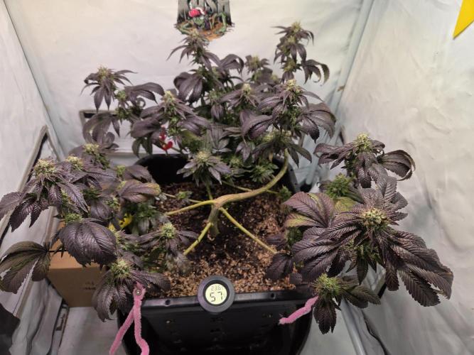 kushgrowr