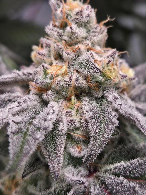 kushgrowr