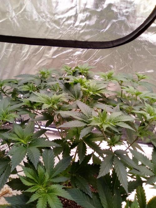 Phoenix. Week 9 - Day 65