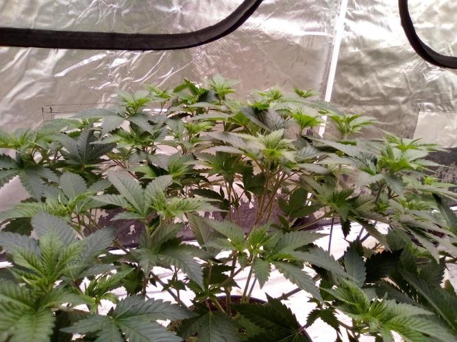 Phoenix. Week 9 - Day 65