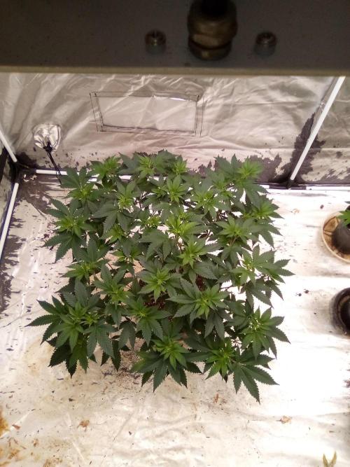 Phoenix. Week 9 - Day 65