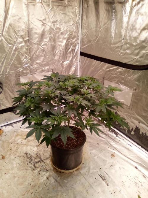 Phoenix. Week 9 - Day 65