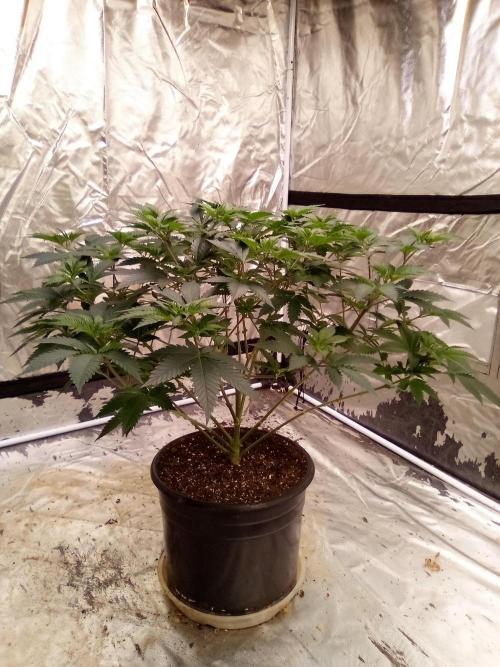 Phoenix. Week 9 - Day 65