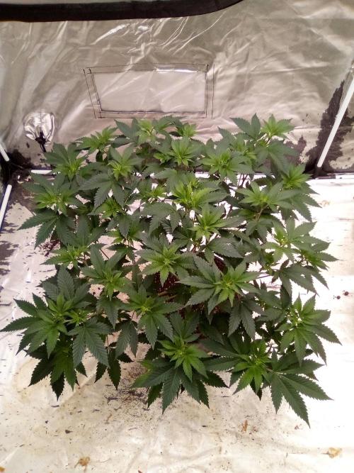Phoenix. Week 9 - Day 65