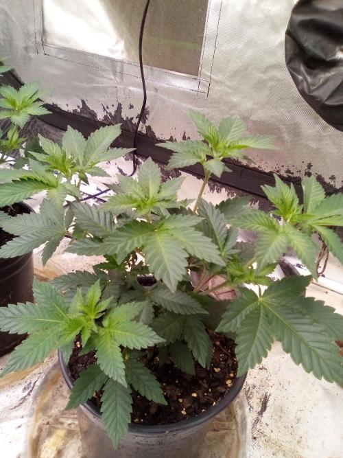 Phantom of the Clone. Week 2 - Day 12